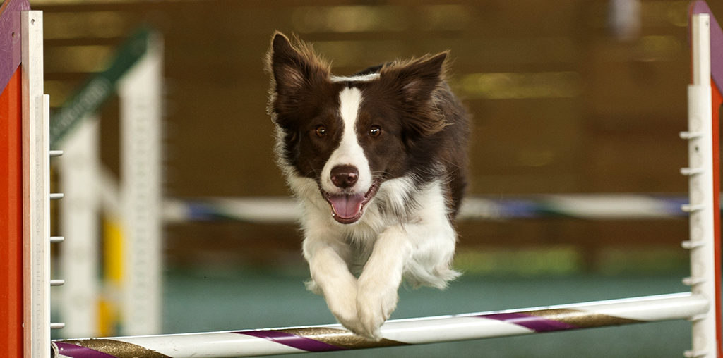 Excellent/Masters Agility Class - Teamworks Dog Training llc